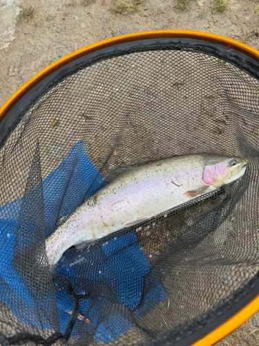 ニジマスの釣果