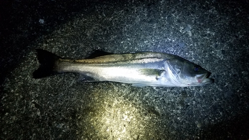 マルスズキの釣果