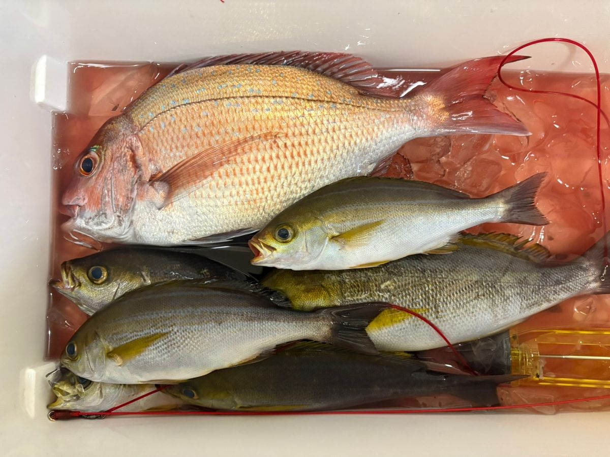 ルナパパさんの釣果 2枚目の画像