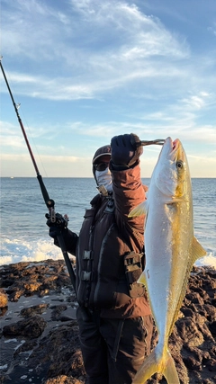 ヒラマサの釣果