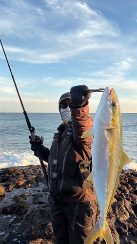 ヒラマサの釣果