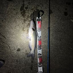 アメリカナマズ