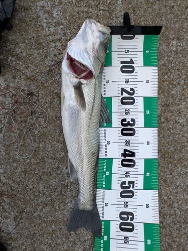 シーバスの釣果