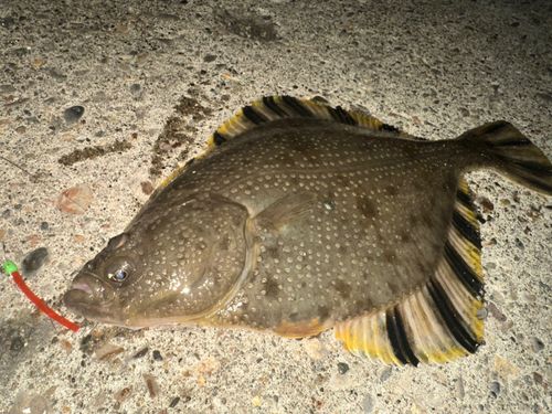 カワガレイの釣果