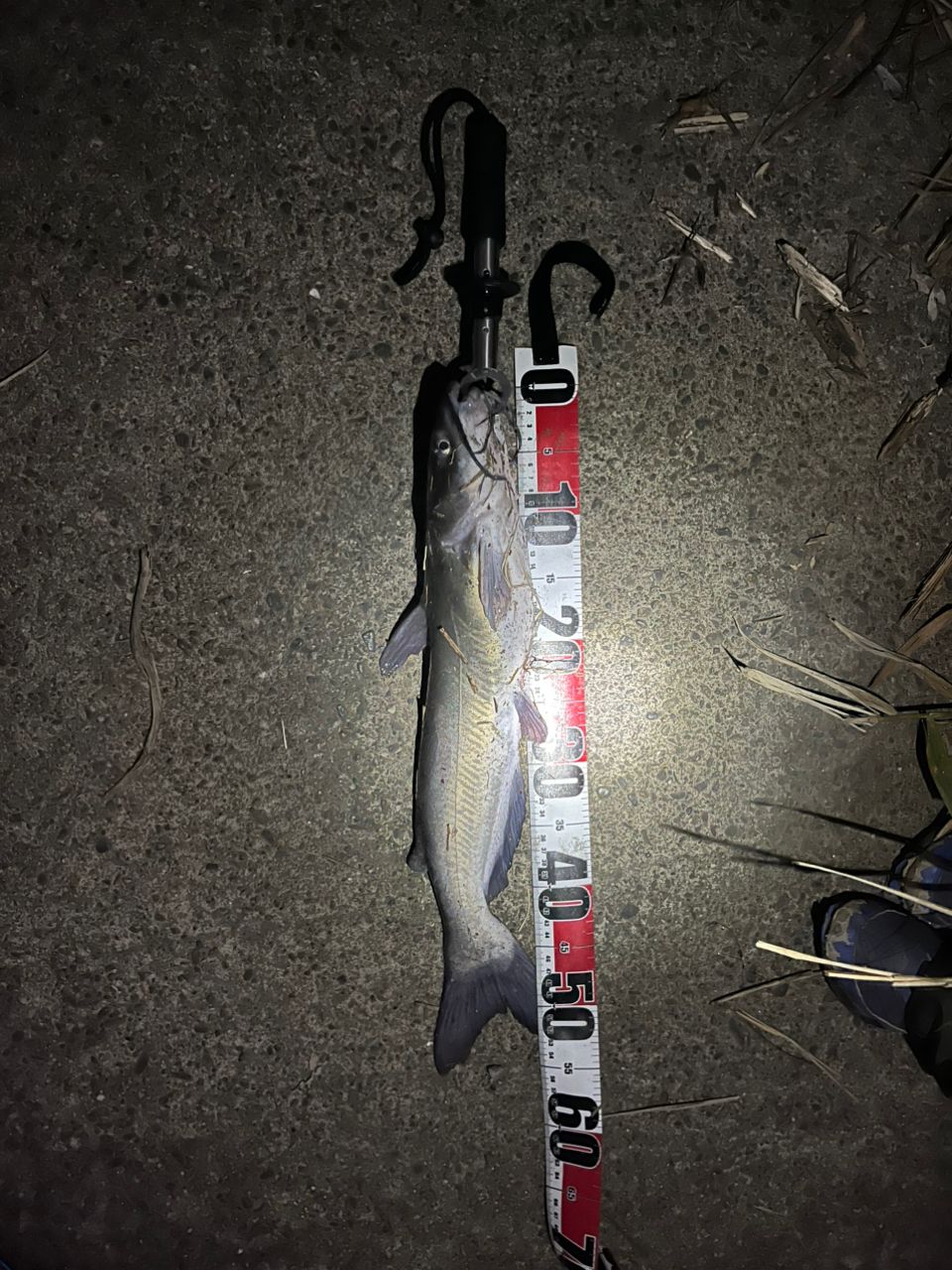 アメリカナマズ