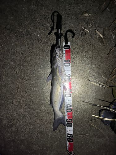 アメリカナマズの釣果