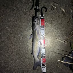 アメリカナマズ