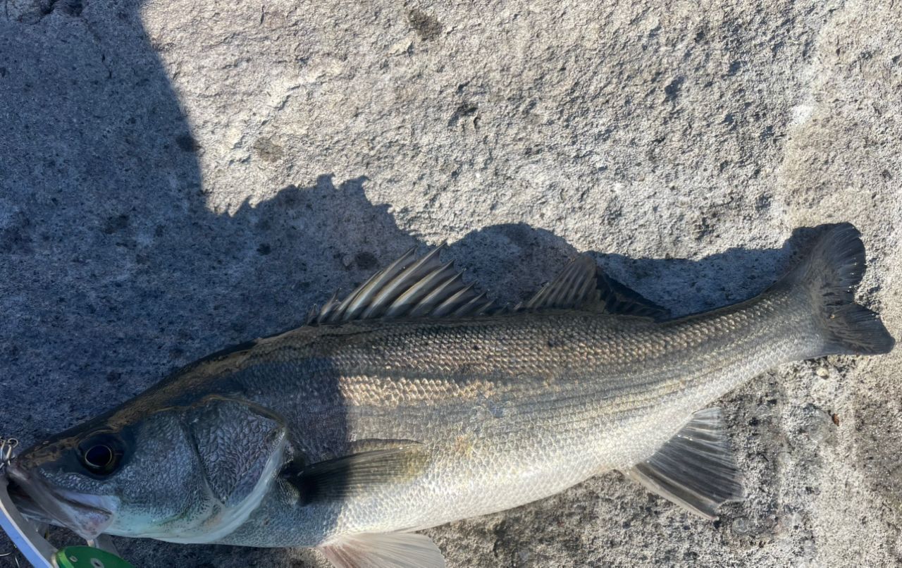 フッコ（マルスズキ）