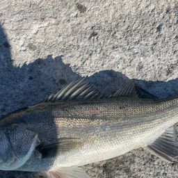 フッコ（マルスズキ）