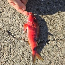 ホウライヒメジ