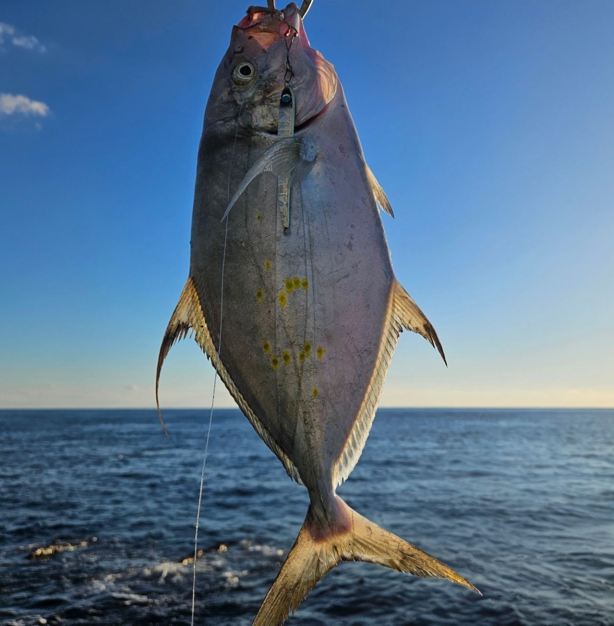 ナンヨウカイワリ