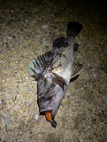 クロソイの釣果