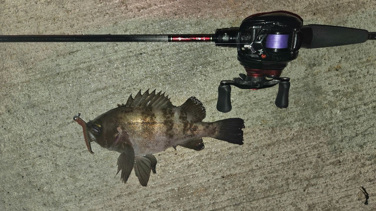 DAIWA 23月下美人 AIR 73ULB-T・Wの最安値・インプレ・釣果 | 本音の