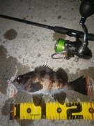 メバルの釣果