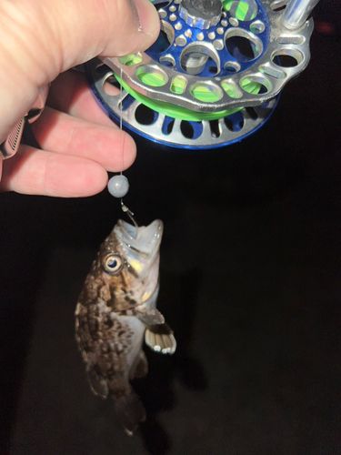 クロソイの釣果