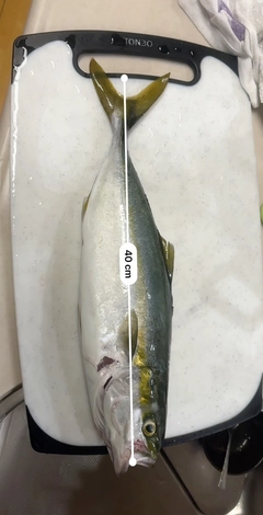 フクラギの釣果