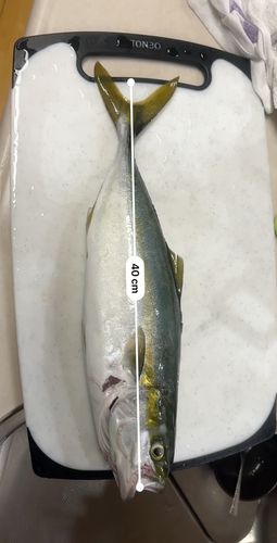 フクラギの釣果