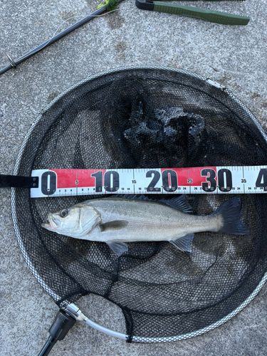 セイゴ（マルスズキ）の釣果