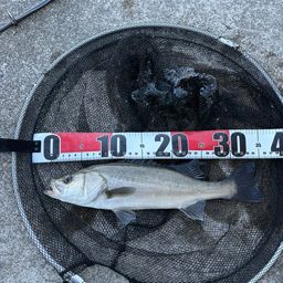 セイゴ（マルスズキ）