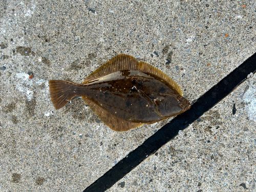 イシガレイの釣果