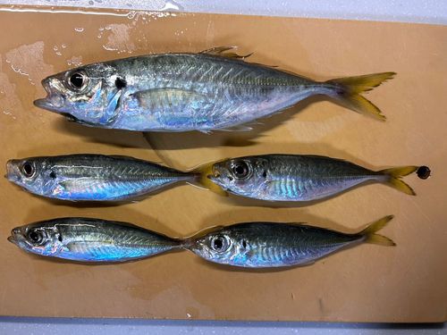 アジの釣果