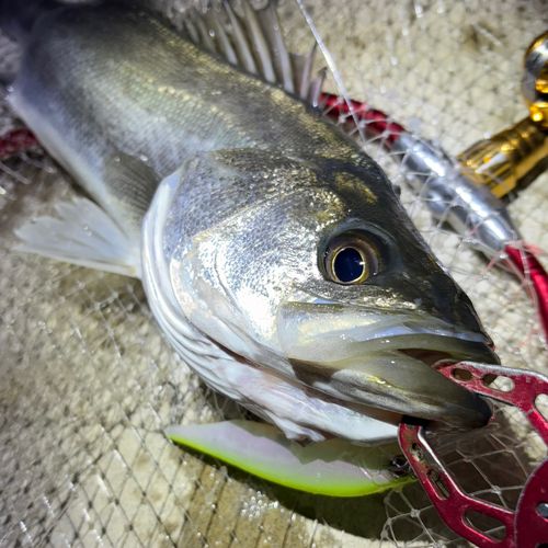 フッコ（マルスズキ）の釣果