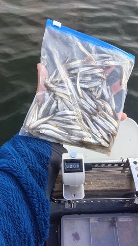 ワカサギの釣果