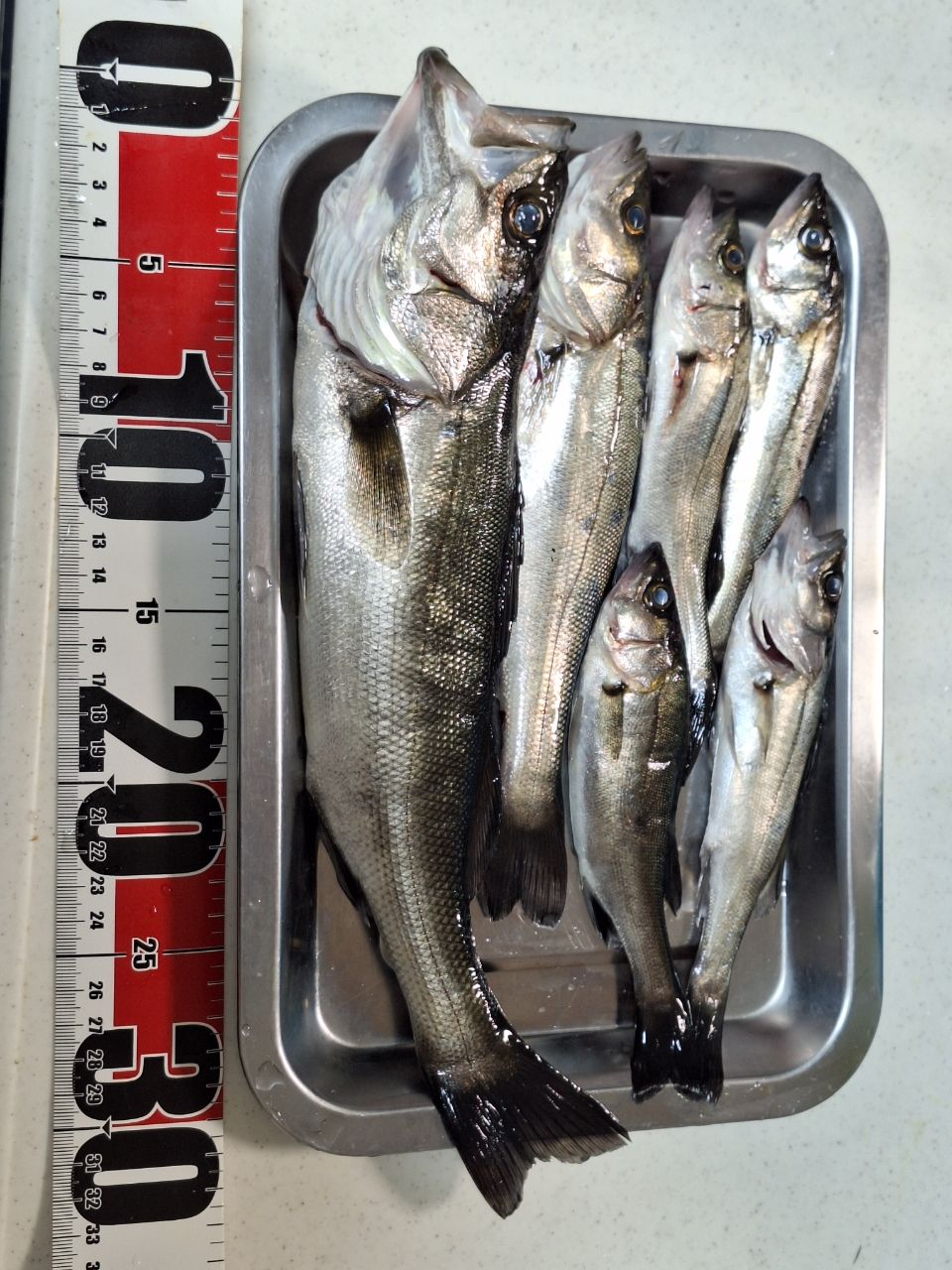 セイゴ（マルスズキ）