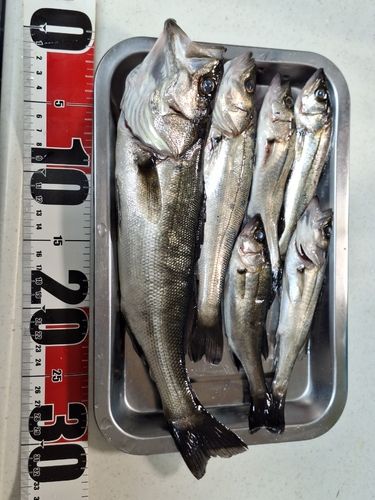 セイゴ（マルスズキ）の釣果
