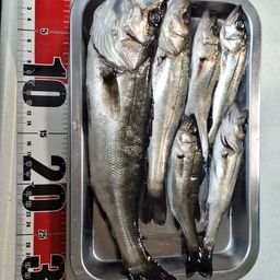 セイゴ（マルスズキ）