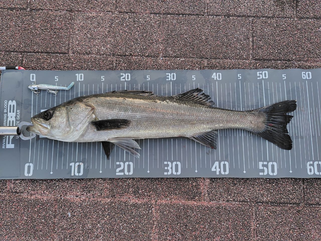 DAIWA 15モアザン モバイル 87MLS-5の最安値・インプレ・釣果 | 本音の