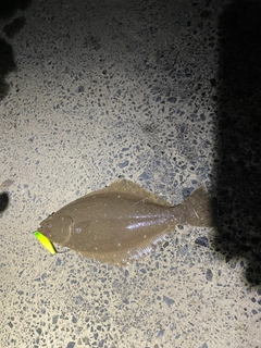 ヒラメの釣果