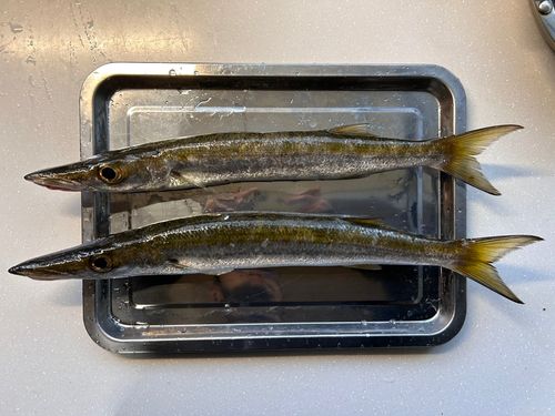 アカカマスの釣果