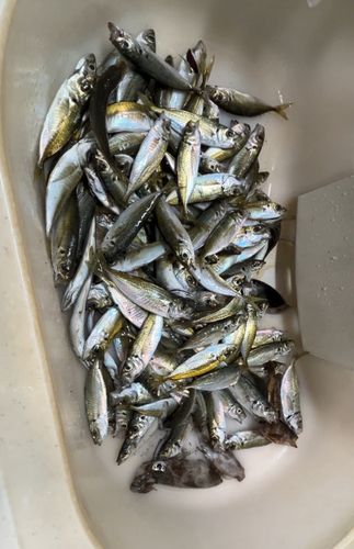 マアジの釣果