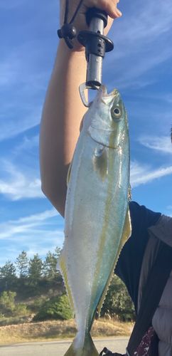 コズクラの釣果