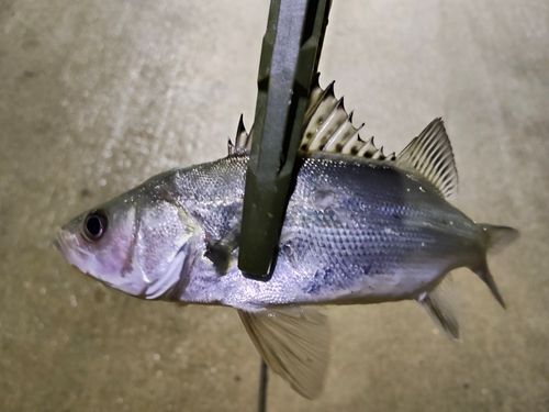 セイゴ（マルスズキ）の釣果