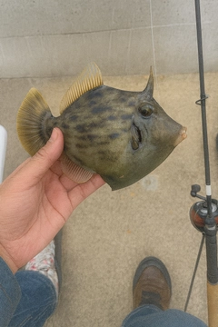 カワハギの釣果
