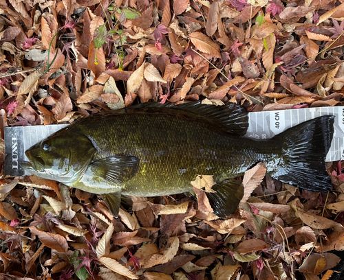 スモールマウスバスの釣果