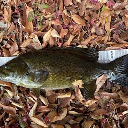 スモールマウスバス