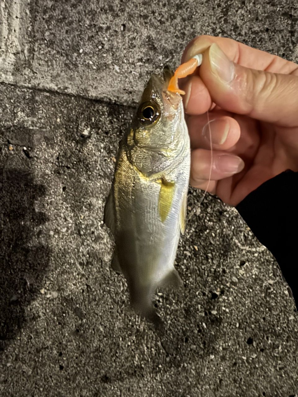 セイゴ（ヒラスズキ）