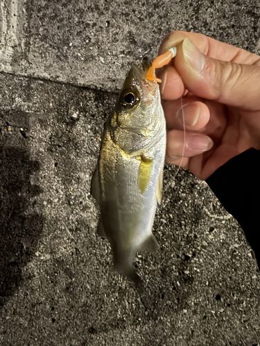 セイゴ（ヒラスズキ）の釣果