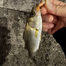 セイゴ（ヒラスズキ）