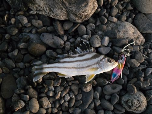 コトヒキの釣果