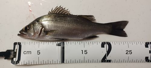 セイゴ（ヒラスズキ）の釣果