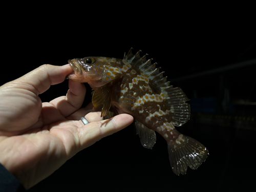 キジハタの釣果