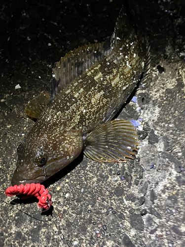 アイナメの釣果