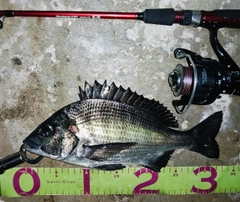 クロダイの釣果