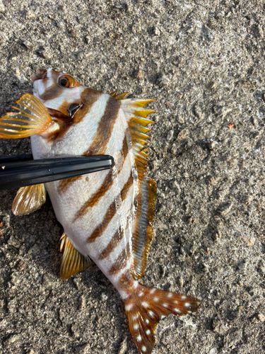 タカノハダイの釣果