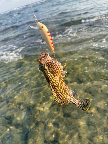 イシミーバイの釣果