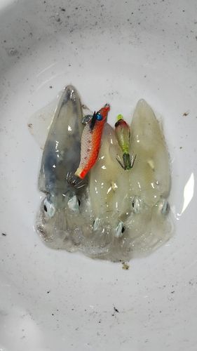 ヒイカの釣果